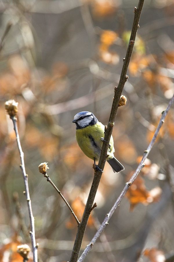 Blue Tit