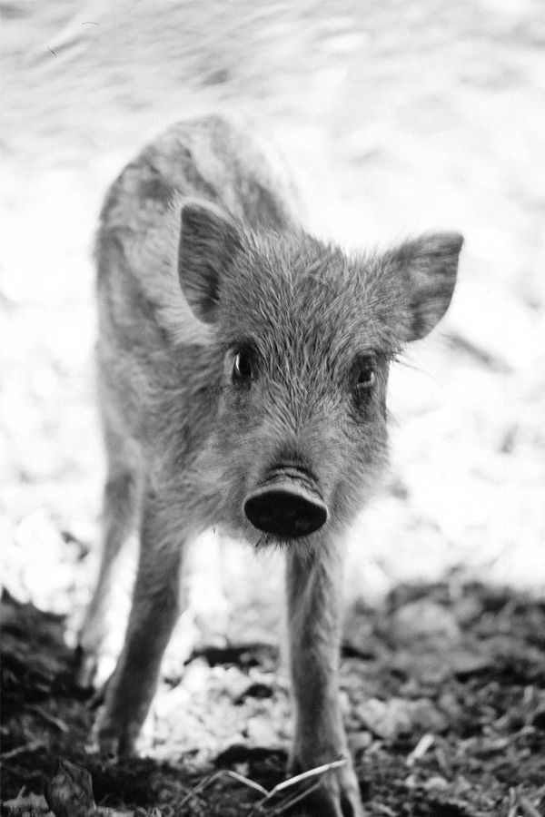 Curious piglet
