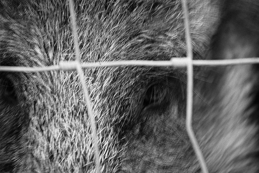 Captive