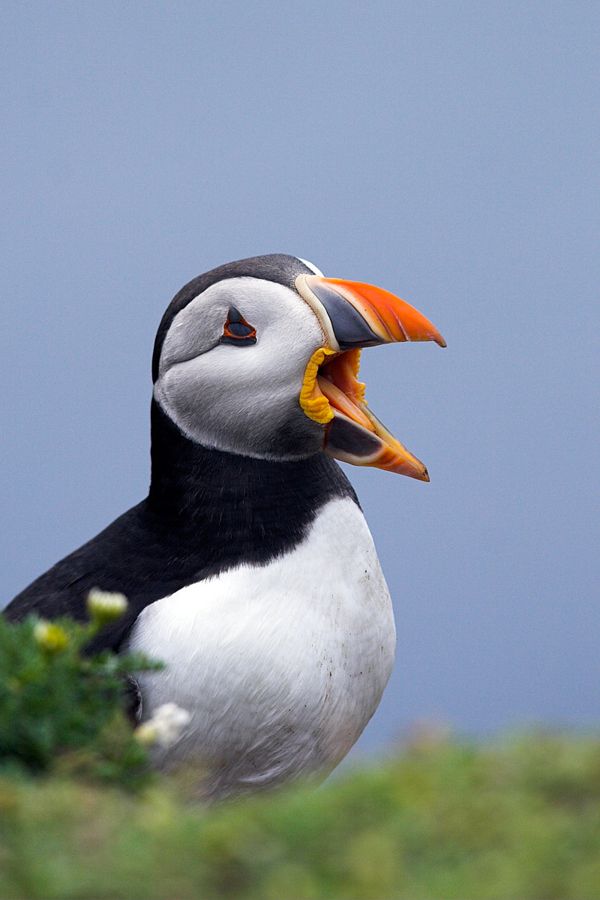 Puffins
