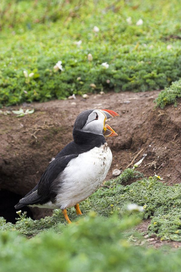 Puffins