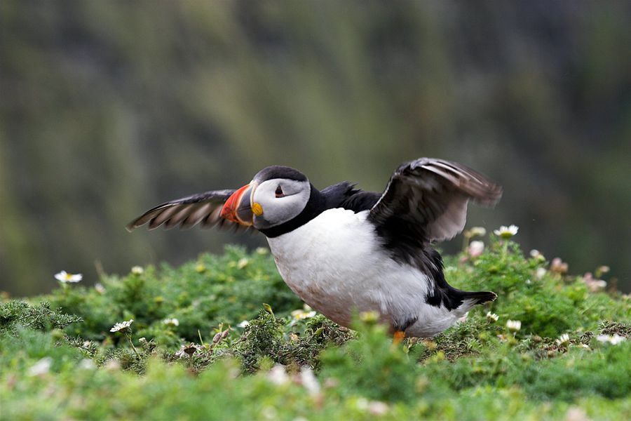 Puffins