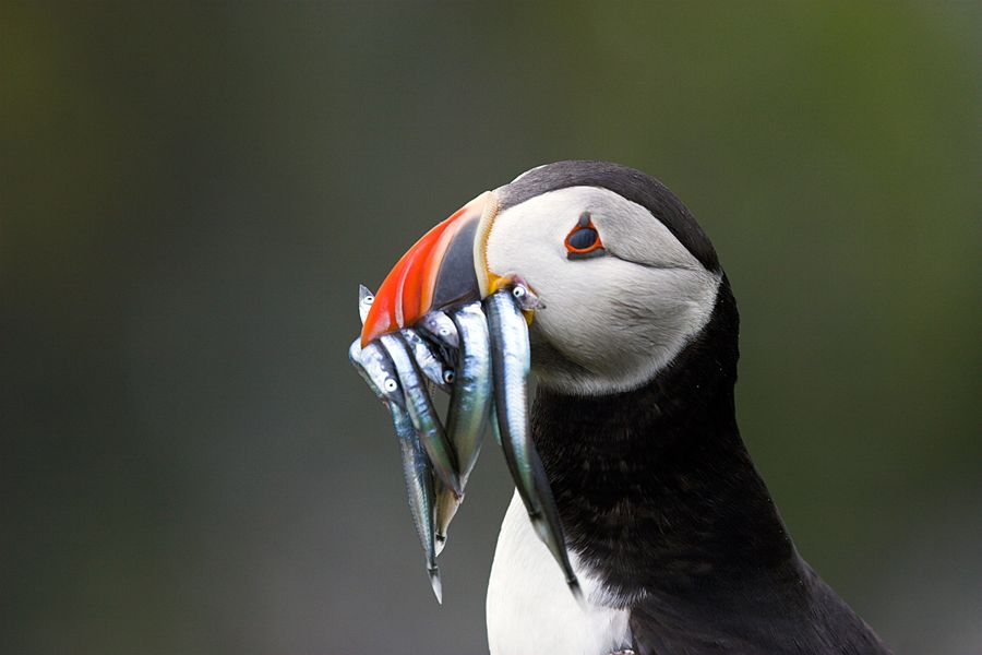 Puffins