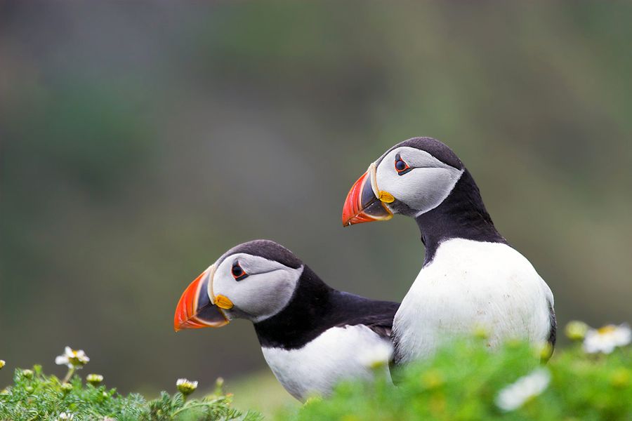 Puffin Pair | Skomer Island, Pembrokeshire