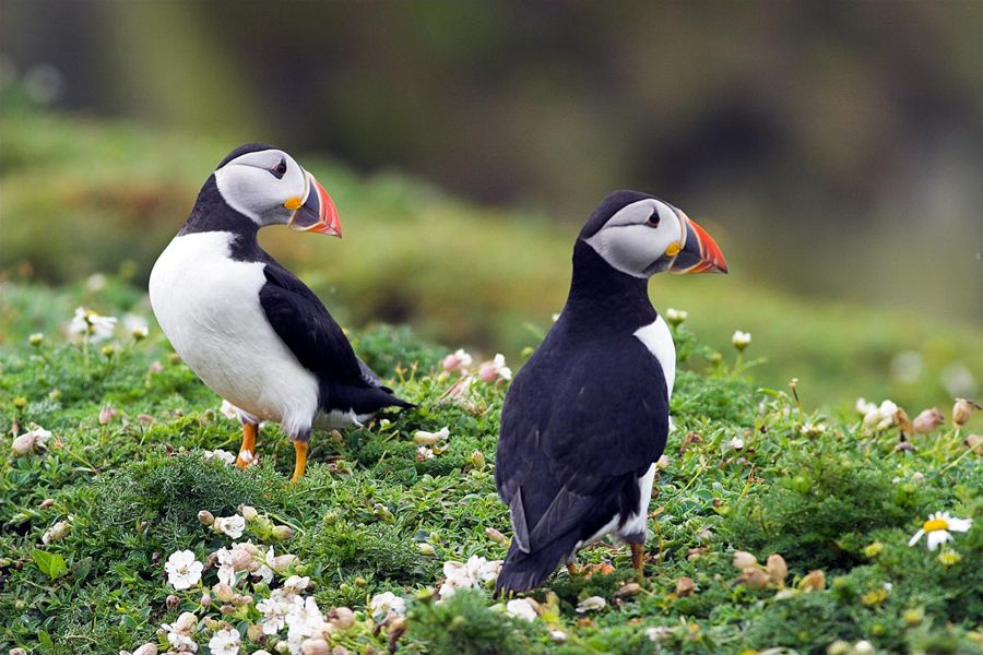 Puffins