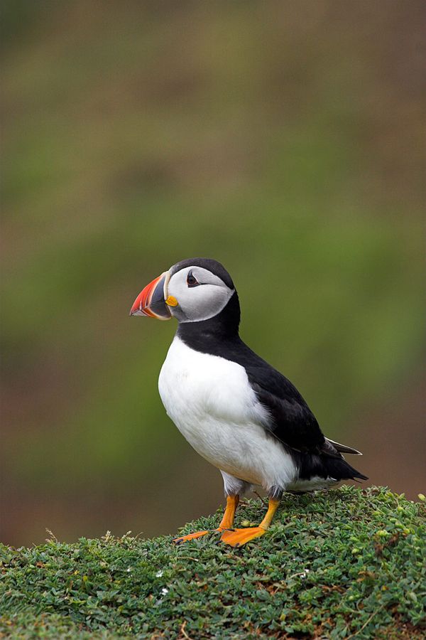 Puffins