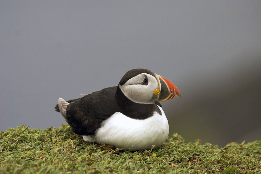 Puffins