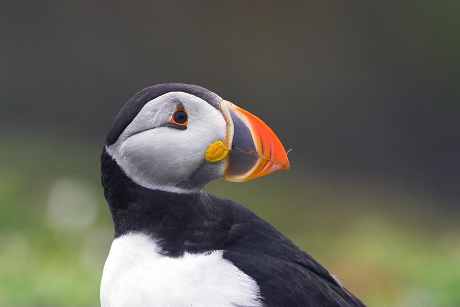 Puffins