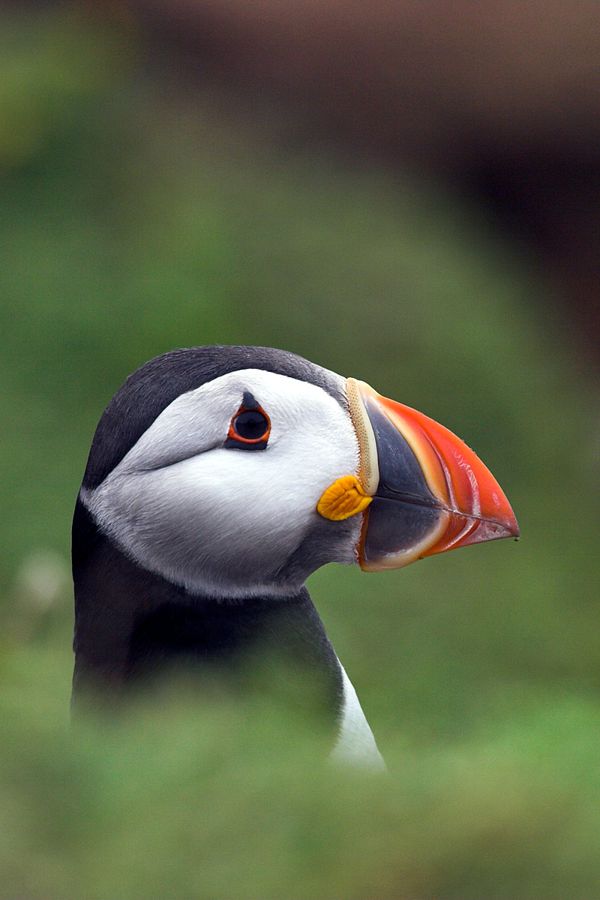Puffins