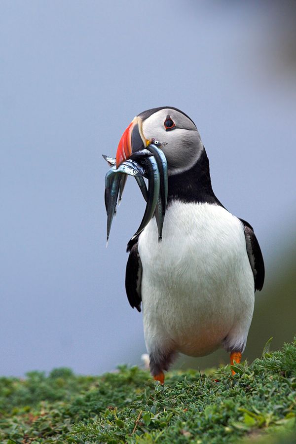 Puffins