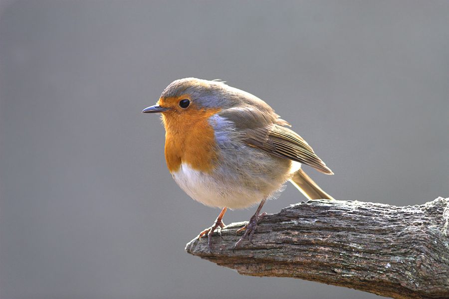 Robin