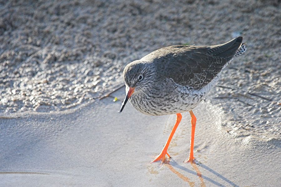 Wader, Florida