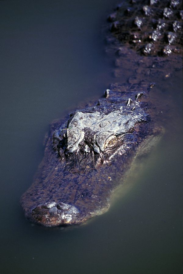 Bull Alligator, Florida