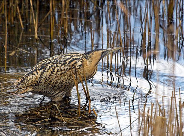 Bittern