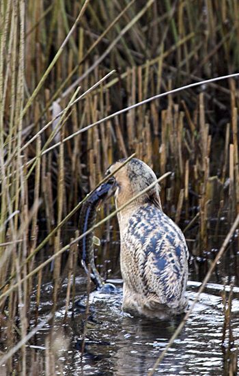 Bittern with Pike