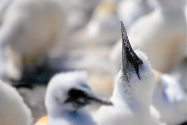 Gannet chick