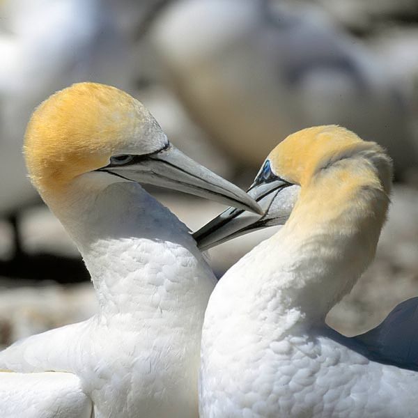 Gannet courtship