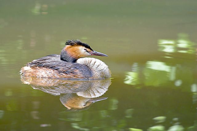 Great Crested Grebe sleeping