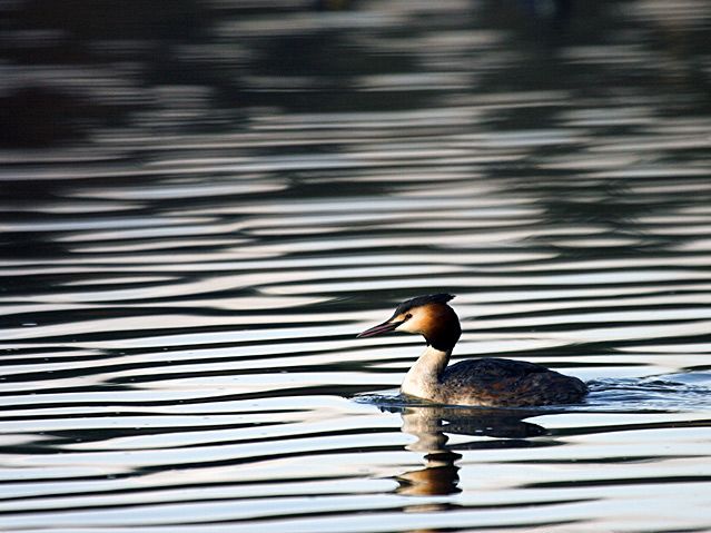 Great Crested Grebe