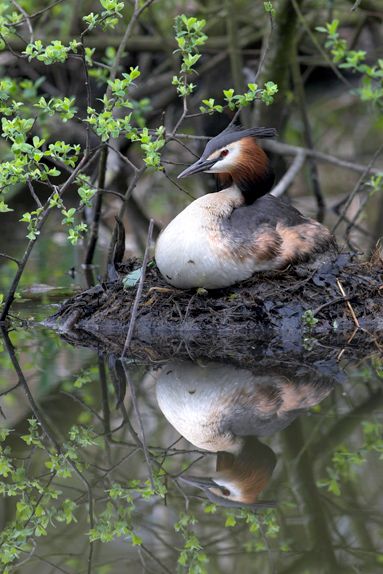 Great Crested Grebe on nest