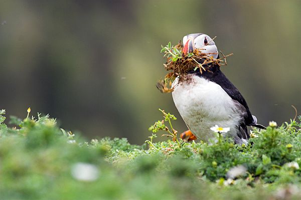 Puffins