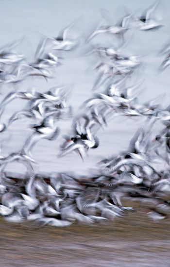 Oystercatchers