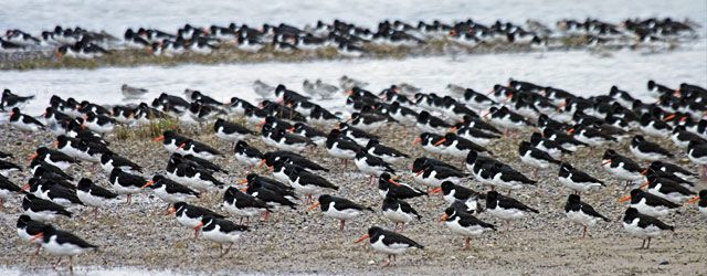 Oystercatchers