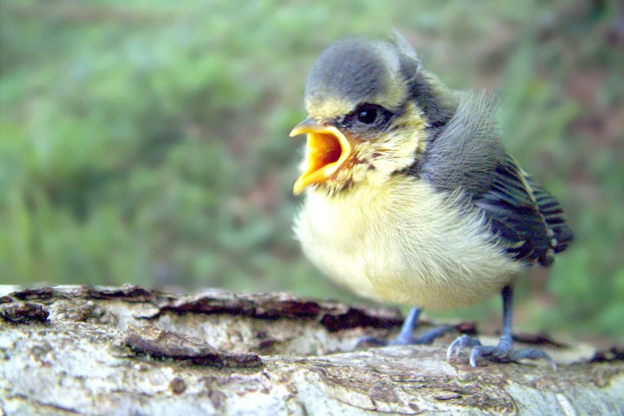 Blue tit chick