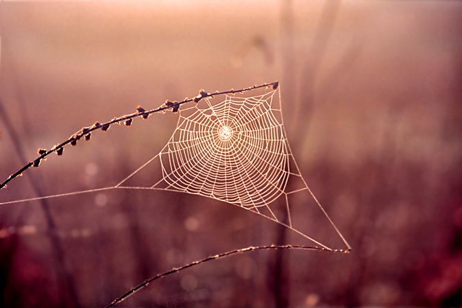Dewy cobweb, Exeter, Devon