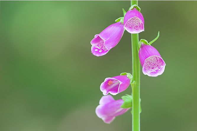 Foxgloves