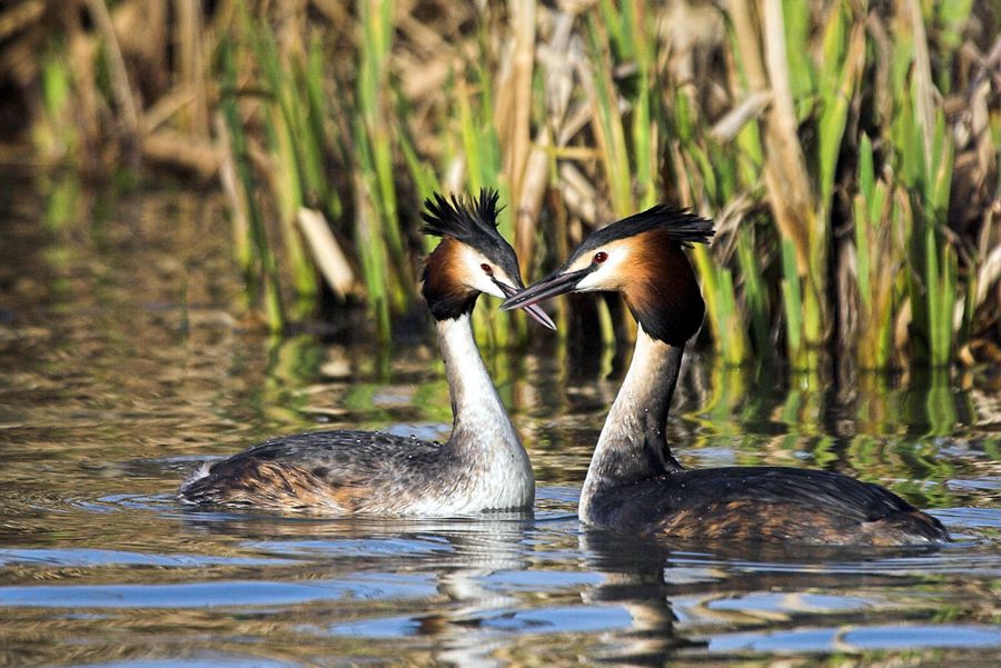 Courting Great Crested Grebes | Stover, Devon