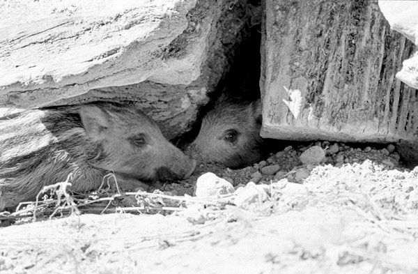 Piglet in shade