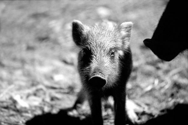 Curious piglet