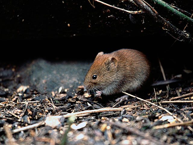 Vole