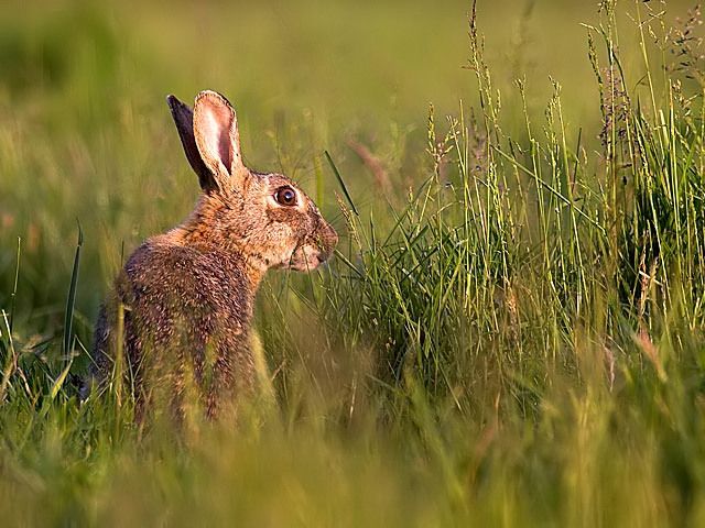 Rabbit feeding