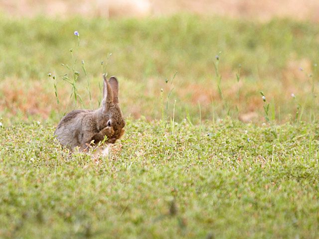 Rabbit grooming