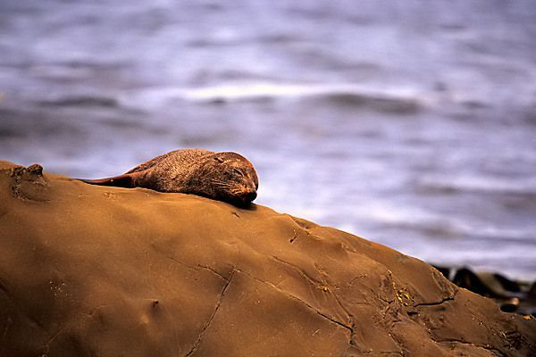Fur seal sleeping, New Zealand