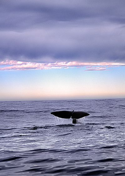 Sperm whale, New Zealand