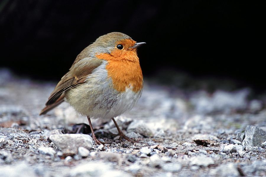 Robin