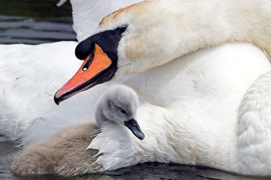 Swan and cygnet