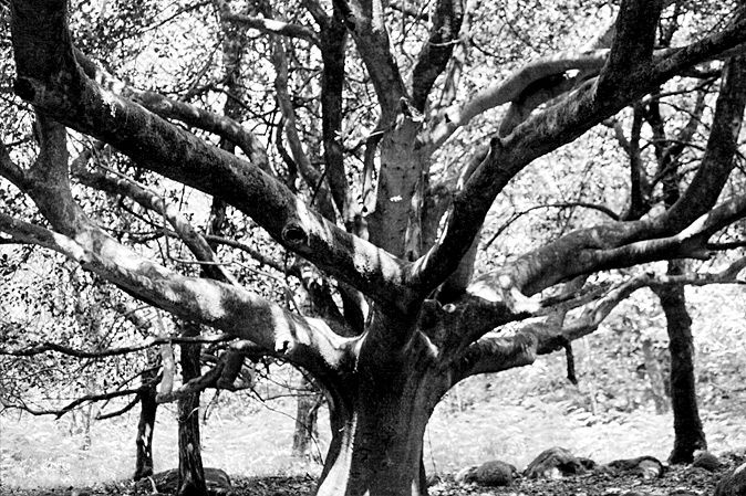 Dartmoor tree